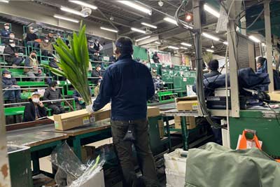 セリ風景